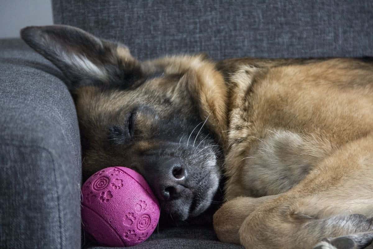 Sleep Tips when you're Dog Tired